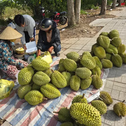 Sầu riêng loạn giá, vì sao?
