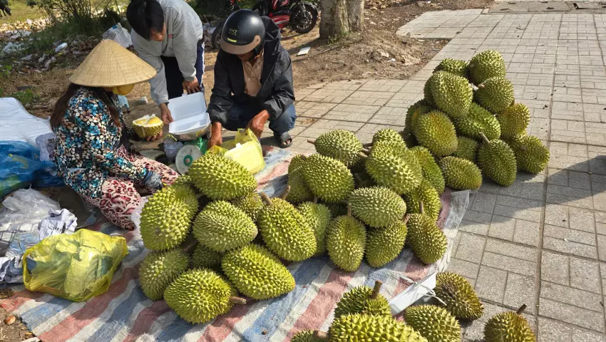 Sầu riêng loạn giá, vì sao?