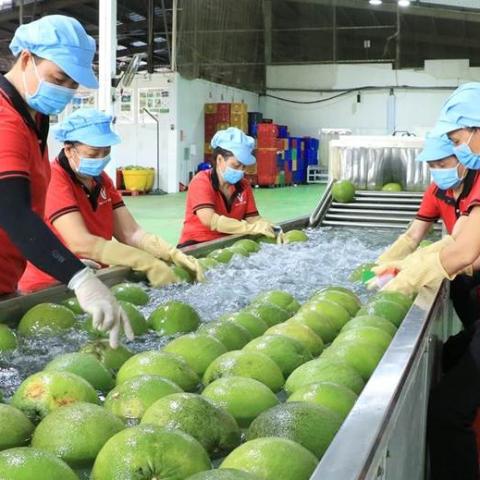 Bưởi, chanh chờ mã vùng trồng để xuất sang Trung Quốc