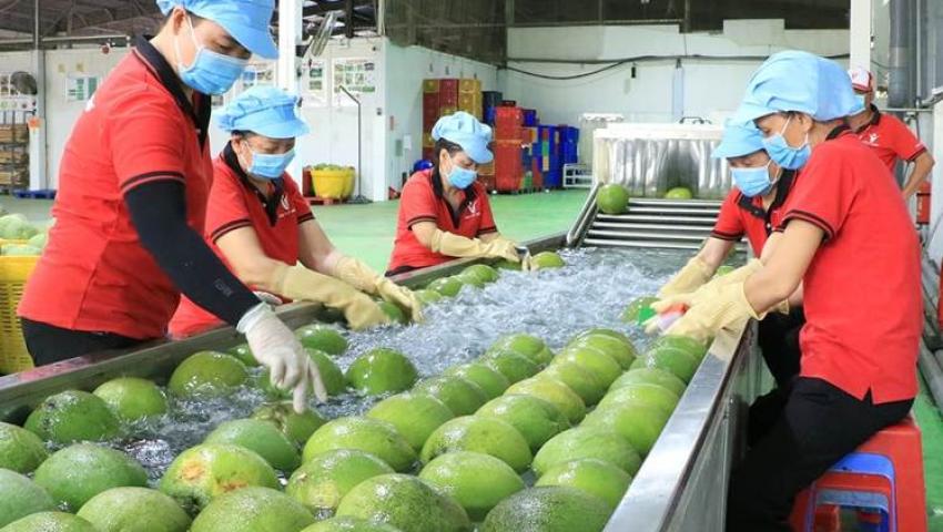 Bưởi, chanh chờ mã vùng trồng để xuất sang Trung Quốc
